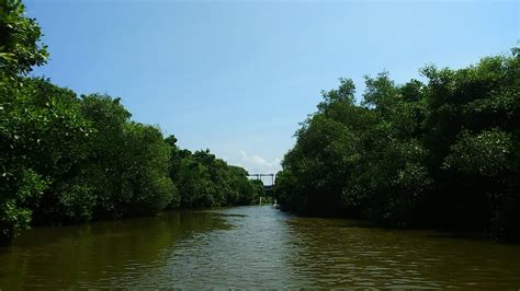 Setengah Mati Tanam Mangrove Di Wonorejo Surabaya Malah Digunduli