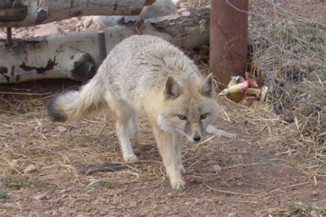 Swift Fox Facts Pictures And Information North American Wild Dog Species