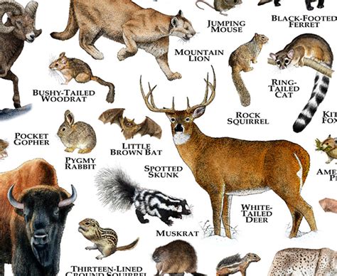 Mammals Of Colorado Poster Print Colorado Mammals Field Etsy