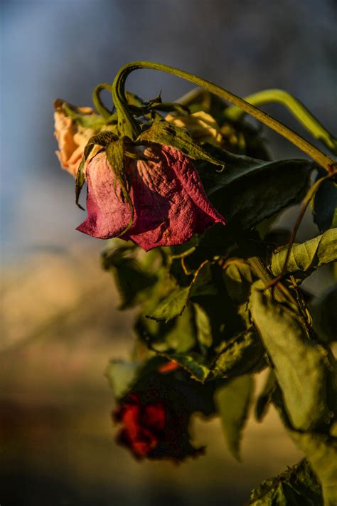 Free Images Nature Branch Blossom Sunlight Leaf Flower Petal