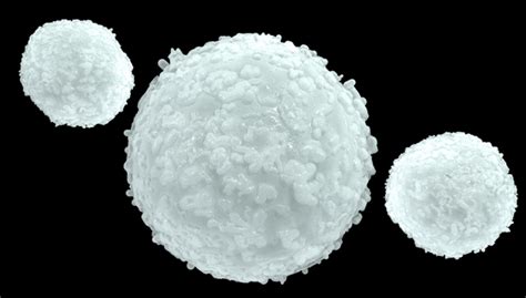 I globuli bianchi o leucociti compiono una funzione determinante nel nostro corpo: Globuli bianchi alti (leucociti): Cosa vuol dire e quali ...