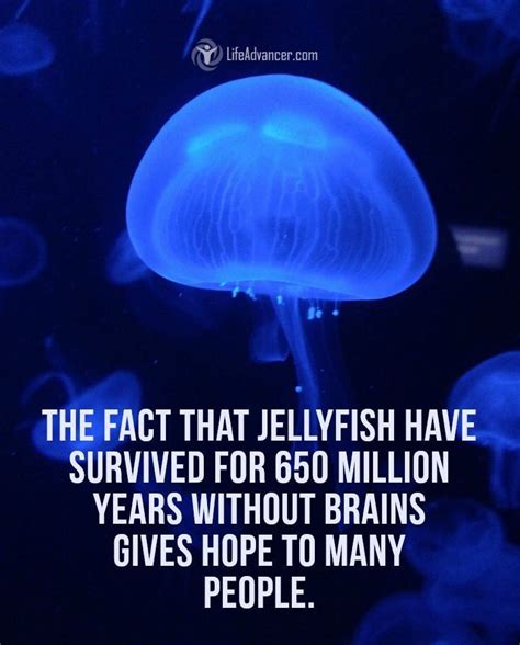 Quotes About Life The Fact That Jellyfish Have Survived For 650