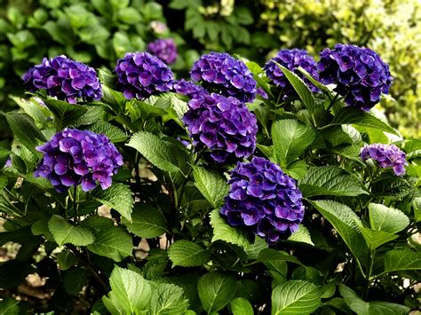 My Purple Hydrangeas 2019 Purple Hydrangeas Bar Stool Covers My