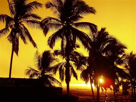 Palm Treessunsettropicaldusksilhouettes Free Image From