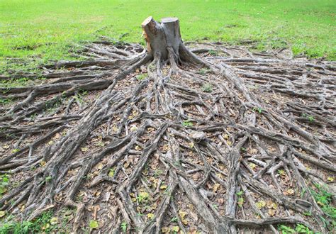 How To Kill Stumps And Roots Ebay
