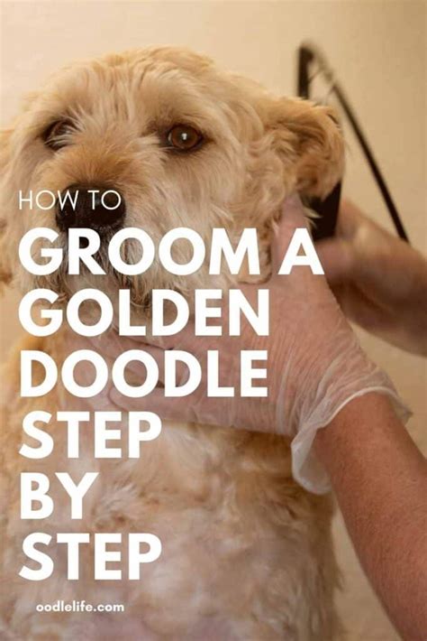 How To Groom A Goldendoodle 5 Complete Steps Oodle Life