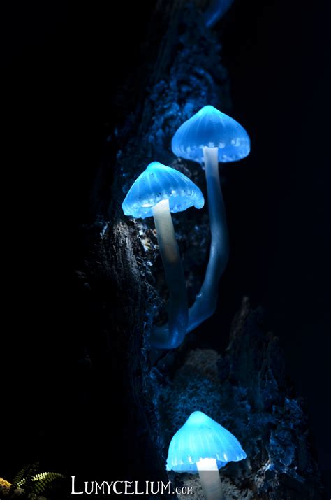 LUMYCELIUM - La main de Neptune - Zoom, décoration petits champignons à ...