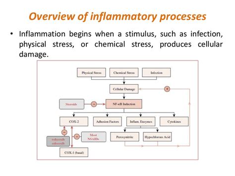 Pathophysiology inflammation and repair