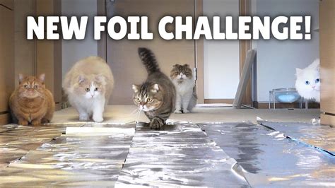Foil Challenge Do Cats Walk On Foil Youtube Cats Cats And