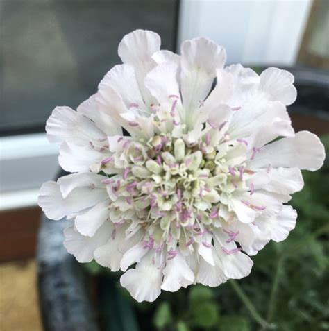 White Scabious Grows On You
