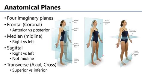 Anatomical Regions Directions And Planes Youtube