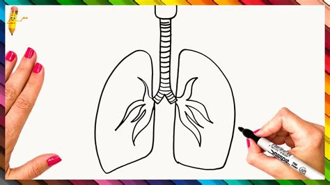 How To Draw The Lungs Step By Step Lungs Drawing Easy Youtube