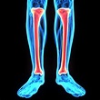 Tibia: Anatomy, Function, and Treatment