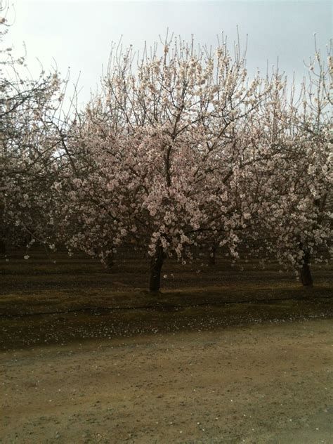 Flowering Almonds Farm Life Country Roads Farm