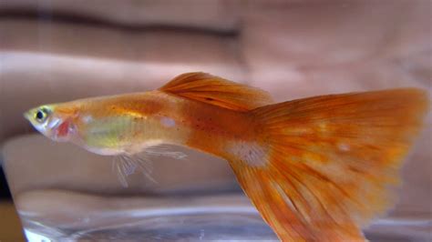 Guppy Fish Beautiful 35 Different Types Of Guppies In The World With