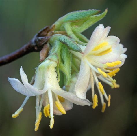 Top 3 Plants For Winter Scent The English Garden