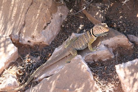 Img7807 Western Collared Lizard Little Colorado River Gor Flickr