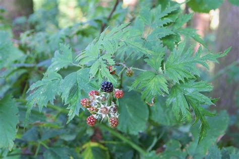 Wild Blackberry Native To Washington And Oregon Notice The Oak Shaped