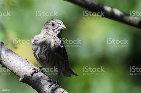House Finch With Avian Conjunctivitis Disease Stock Photo Download