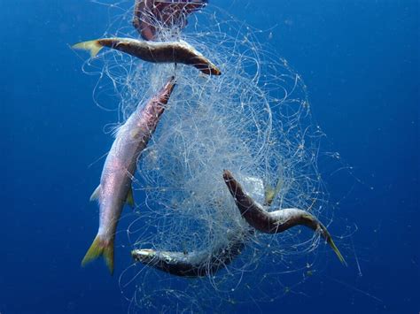 Ghost Nets Are Commercial Fishing Nets That Have Been Lost Abandoned