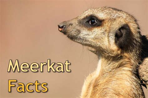 I also didn't know that winged ants are just males (the ones we see crawling are females) that are searching for a mate or a place to put a new colony! Meerkat Facts For Kids & Adults: Pictures, Video & In ...