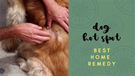 Best Dog Hot Spot Home Remedy Youtube