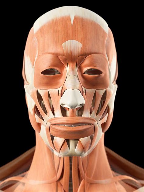 Human Facial Muscles Artwork Bild Kaufen 11794810 Science Photo Library