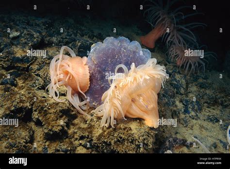 Sea Anemone Urticinopsis Antarctica Two Attack And Feed On A Jelly Or