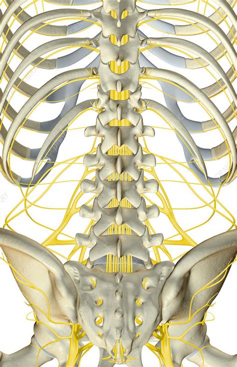 The Nerves Of The Lower Back Stock Image F0014572 Science Photo