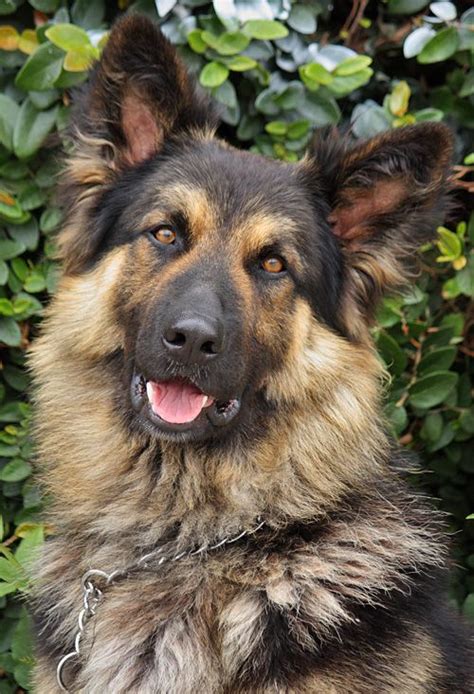 Westside German Shepherd Rescue Of Los Angeles German Sheperd Dogs