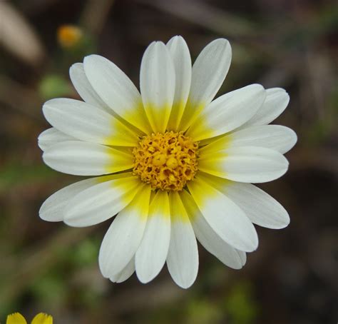 Native Plants And Flora