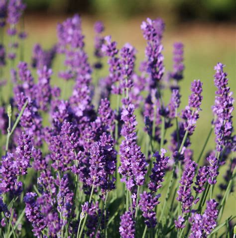 Pruning English Lavender Lavender Tips