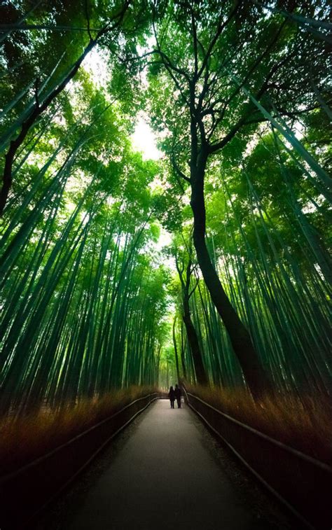 Fantastic Bamboo Grove In Japan 13 Pics