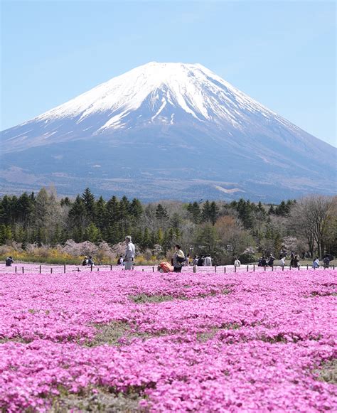 Hình Núi Phú Sĩ Chiêm Ngưỡng Vẻ đẹp Hoang Sơ Của đỉnh Cao Nhật Bản