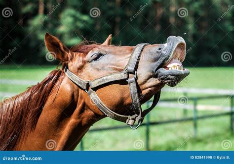 Horse Catching A Fly Stock Photo Image Of Expression 82841990