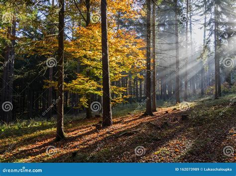 Morning Autumn Forest With Colorful Leaves And Sun Rays In Misty Fog