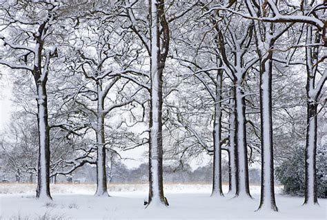 Helen Dixon Professional Landscape Photography Winter Wood