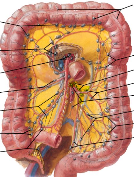 Mesenteric Lymph Nodes Diagram