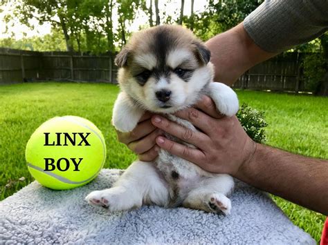 Interested in adopting a pet? Pomsky Puppies For Sale | Denver, CO #292011 | Petzlover