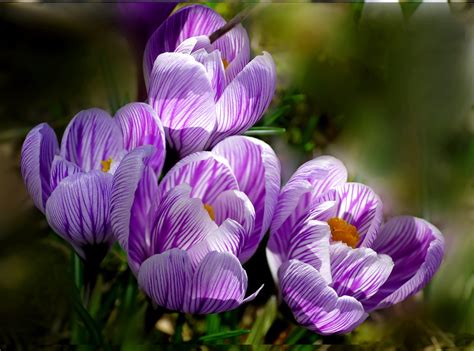 Crocus Flowers Spring Violet Free Photo On Pixabay Pixabay