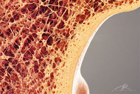 Bone Cross Section For Radius Digital Science On Behance