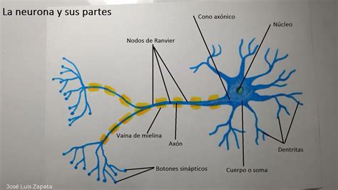 Cómo Dibujar Una Neurona Y Sus Partes Hd Youtube