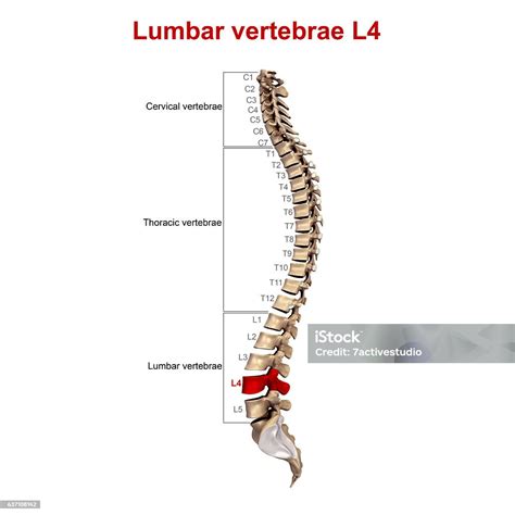 Vértebras Lumbares L4 Foto De Stock Y Más Banco De Imágenes De Columna