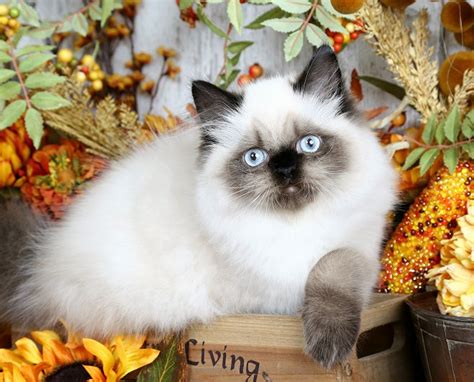 They are calm, easy going, and fairly quiet. Lacey - Doll Face Seal Point Himalayan Kitten for SalePre ...