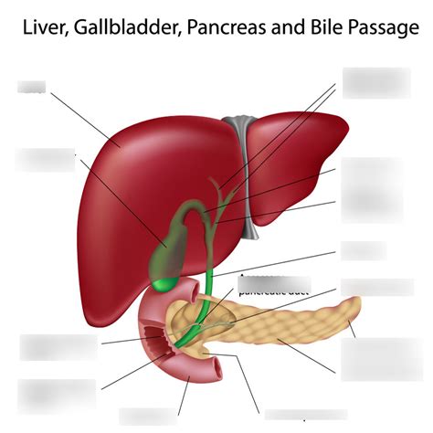 Liver And Pancreas Diagram Quizlet