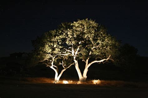 Tree Lighting Amazing Isnt It How Lights Can Set A Mood They Can