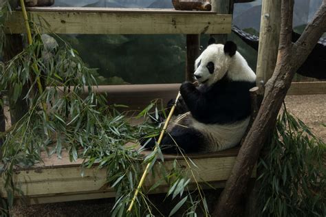 Panda Updates Sep 18th Zoo Guide