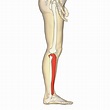 File:Tibia - lateral view.png - Wikimedia Commons