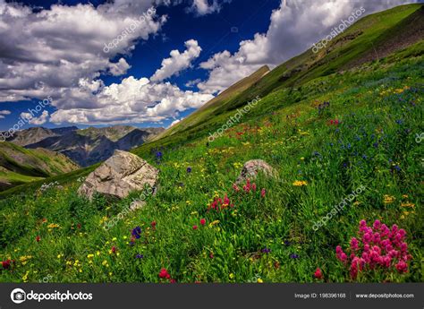 Colorado Mountains Spring Flowers — Stock Photo © Jdross75 198396168