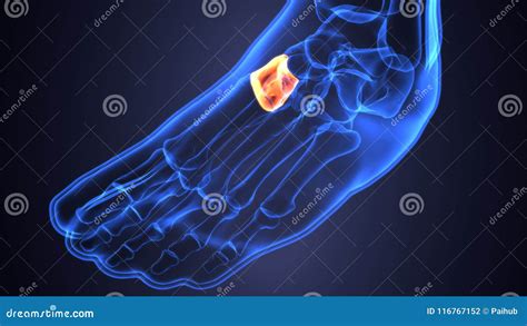 Illustration 3d De L Anatomie Squelettique D Os De Pieds Illustration